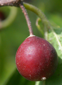 Dwarf Hackberry