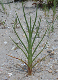 Small Bur-grass