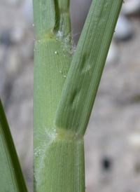 Small Bur-grass