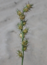 Small Bur-grass