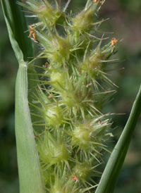 Sand-dune Bur-grass