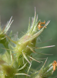 Sand-dune Bur-grass