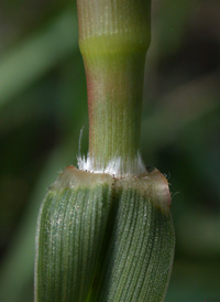 Sand-dune Bur-grass