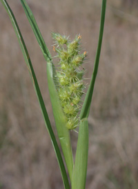 Sand-dune Bur-grass