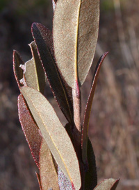 Leatherleaf