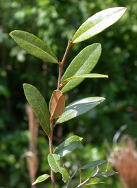 Leatherleaf