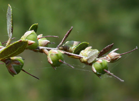 Leatherleaf