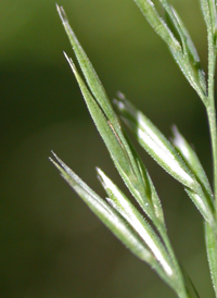 Wood Reed-grass