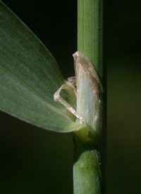 Wood Reed-grass