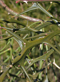 Three-leaved Orange