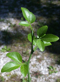 Three-leaved Orange