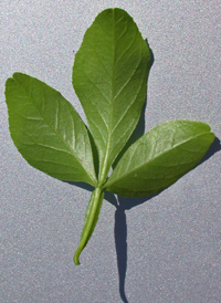 Three-leaved Orange