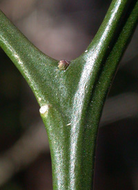 Three-leaved Orange