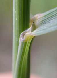 Blue-joint Reed-grass