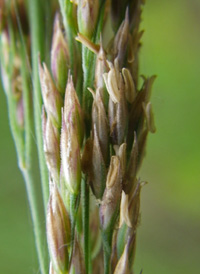 Blue-joint Reed-grass