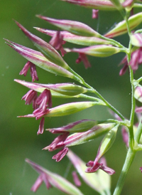 Nuttall's Reed-grass