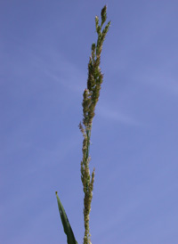 Nuttall's Reed-grass