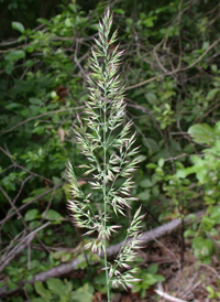 Nuttall's Reed-grass