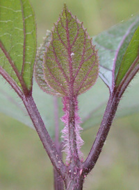 Rose Glorybower