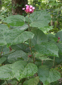 Rose Glorybower