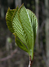 Common Sweet Pepperbush