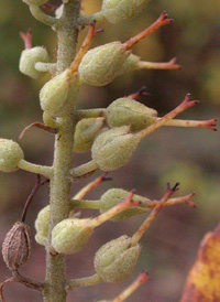 Common Sweet Pepperbush