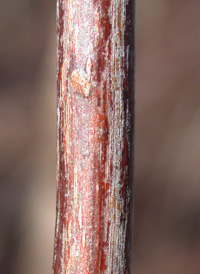 Common Sweet Pepperbush