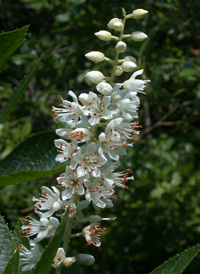 Common Sweet Pepperbush