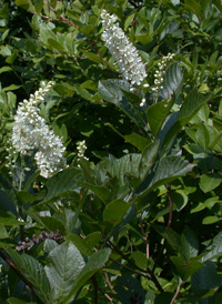 Common Sweet Pepperbush