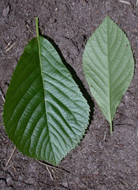 Common Sweet Pepperbush