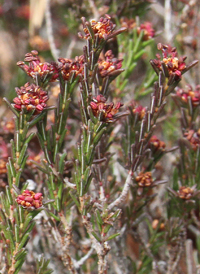 Broom-crowberry