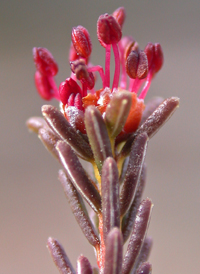 Broom-crowberry