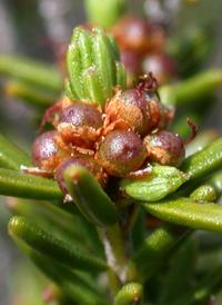 Broom-crowberry