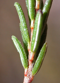 Broom-crowberry