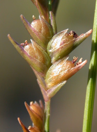 Slender Spike-grass