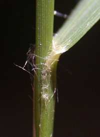 Slender Spike-grass