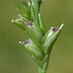 Slender Spike-grass Slender Spike-grass