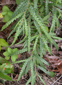 Sweetfern