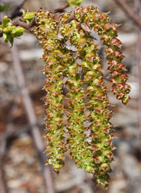 Sweetfern