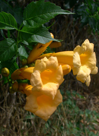 Trumpet Creeper