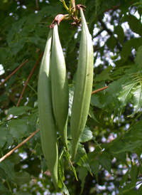 Trumpet Creeper