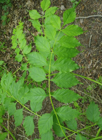 Trumpet Creeper