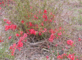 Hybrid False-quince