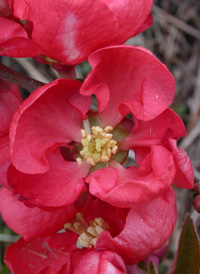 Hybrid False-quince