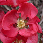 Hybrid False-quince Hybrid False-quince