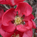 Hybrid False-quince