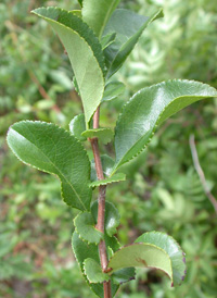 Hybrid False-quince