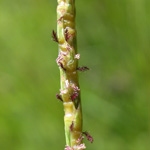 Wrinkled Joint-grass Wrinkled Joint-grass
