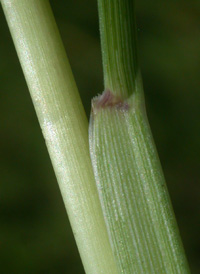 Wrinkled Joint-grass