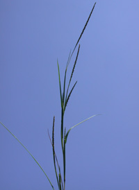 Wrinkled Joint-grass